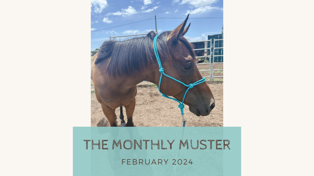 Ups and downs – BBequines