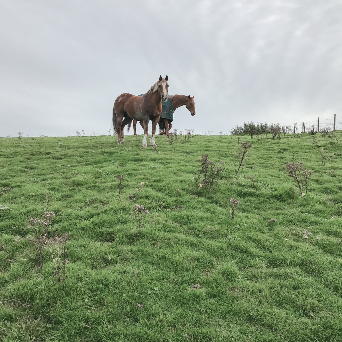 One Hoofbeat at a&nbsp;Time