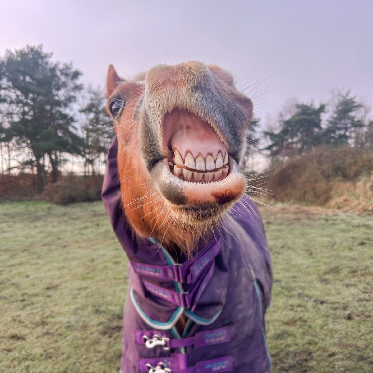 New Year Horsey Goals&nbsp;2026